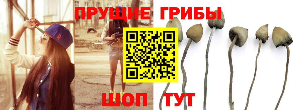 Галлюциногенные грибы прущие грибы  Галлюциногенные грибы Psilocybine cubensis  Тимашёвск  Вход с VPN 